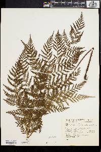 Dryopteris patula image