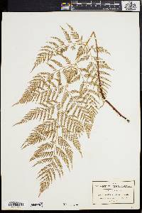 Dryopteris patula image