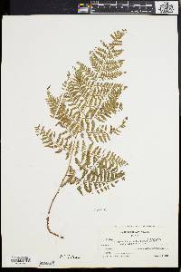 Dryopteris patula image