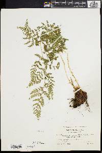 Dryopteris patula image