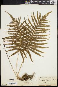 Dryopteris patula image