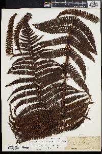 Dryopteris patula image