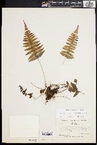 Dryopteris patula image