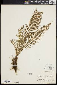 Dryopteris patula image