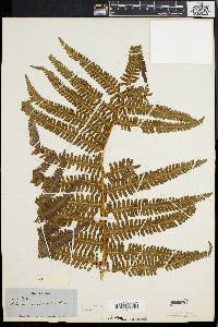 Dryopteris patula image