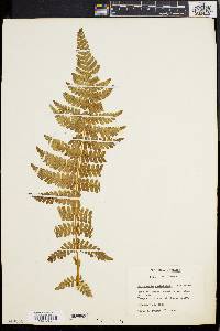 Dryopteris patula image