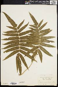 Dryopteris tetragona image