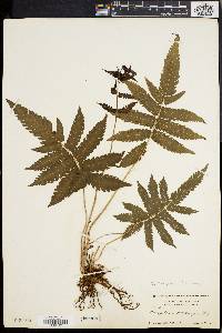 Dryopteris tetragona image