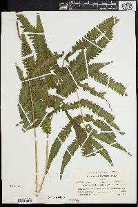 Dryopteris tetragona image