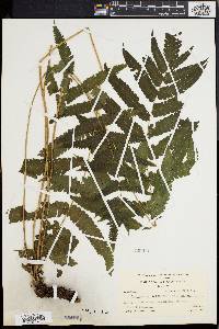 Dryopteris tetragona image