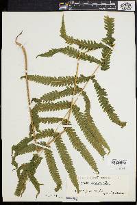 Dryopteris tetragona image