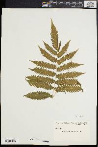 Dryopteris tetragona image