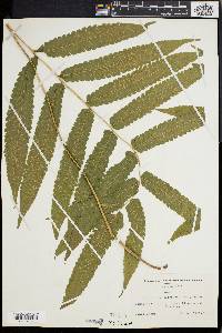 Dryopteris tetragona image