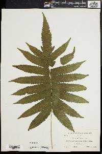 Dryopteris tetragona image