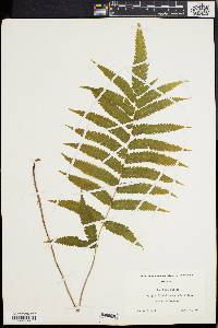 Dryopteris tetragona image