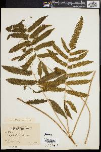 Dryopteris tetragona image