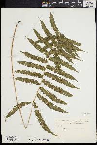 Dryopteris tetragona image