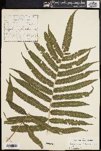 Dryopteris tetragona image