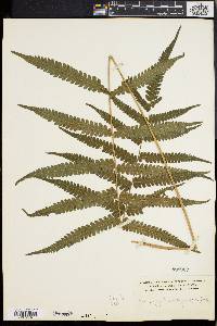 Dryopteris tetragona image