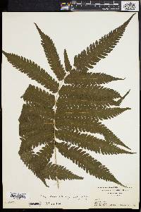 Dryopteris tetragona image