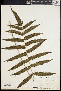 Dryopteris tetragona image