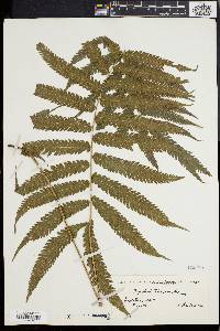 Dryopteris tetragona image