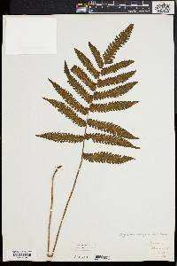 Dryopteris tetragona image