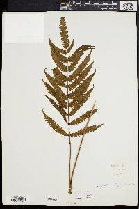 Dryopteris tetragona image