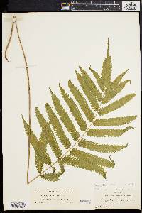 Dryopteris tetragona image