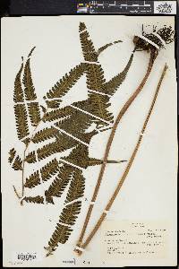 Dryopteris tetragona image