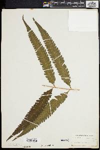 Dryopteris tetragona image