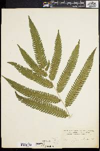 Dryopteris tetragona image