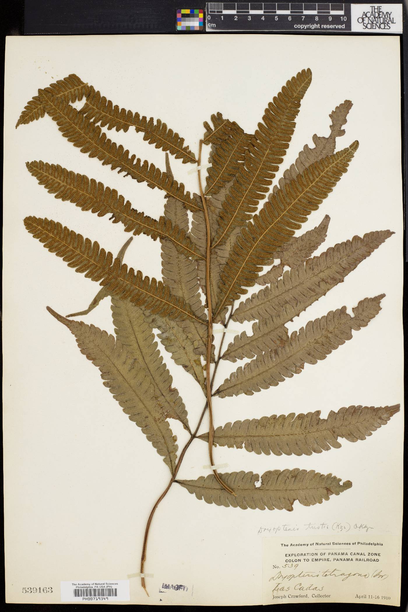 Dryopteris tetragona image