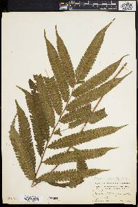 Dryopteris tetragona image