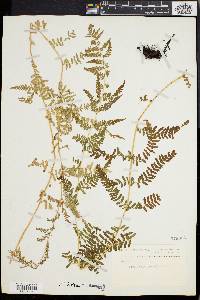 Dryopteris tetragona image