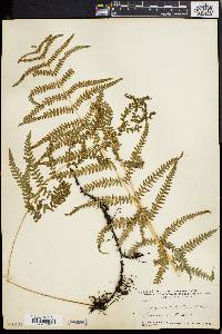 Dryopteris tetragona image