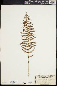 Dryopteris tetragona image