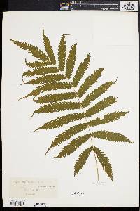 Dryopteris tetragona image