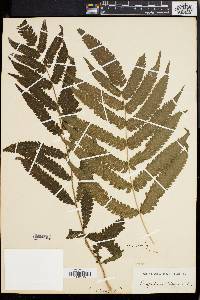 Dryopteris tetragona image