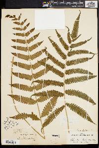 Dryopteris tetragona image