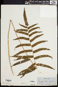 Dryopteris tetragona image