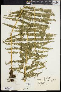 Dryopteris tetragona image