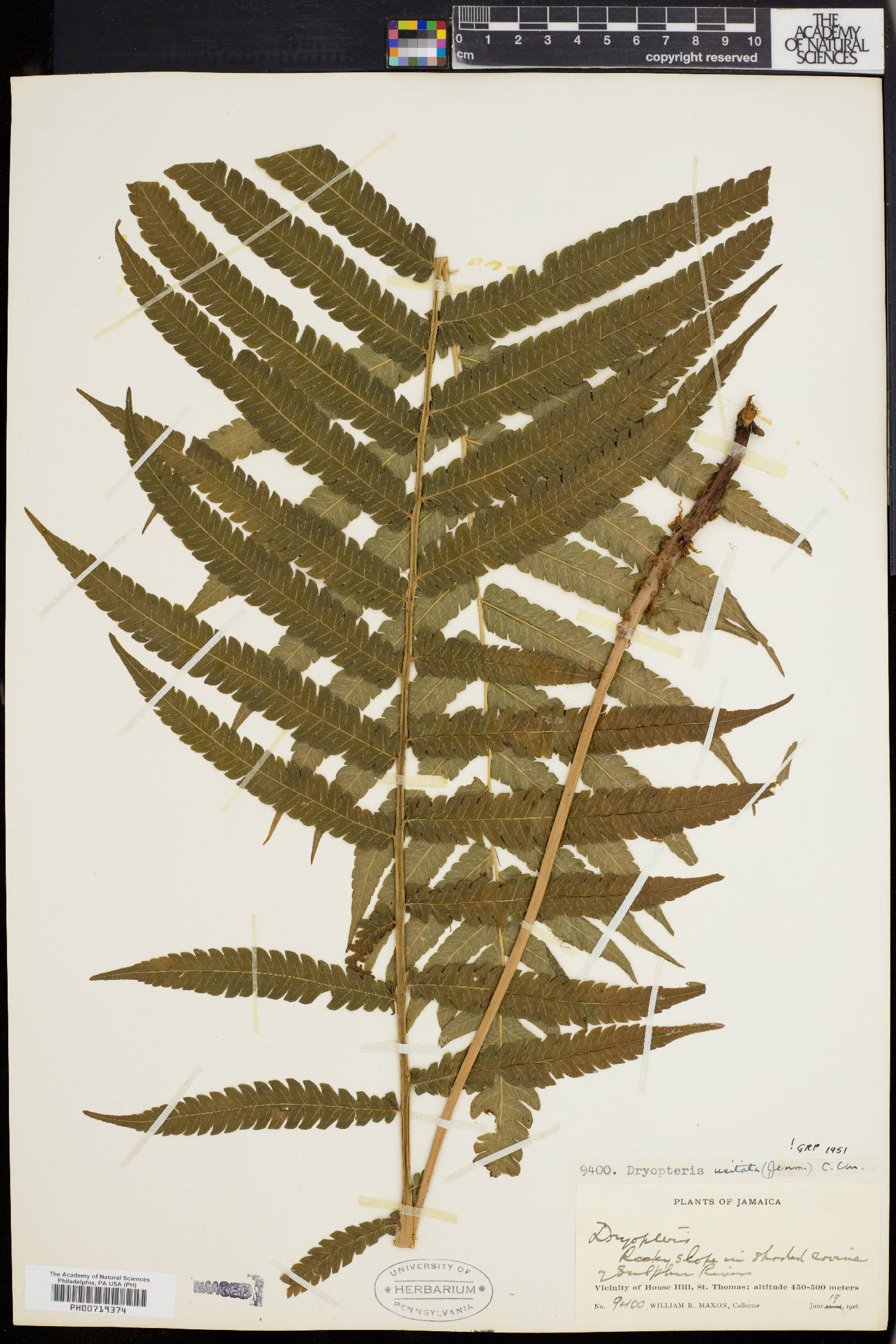 Dryopteris usitata image