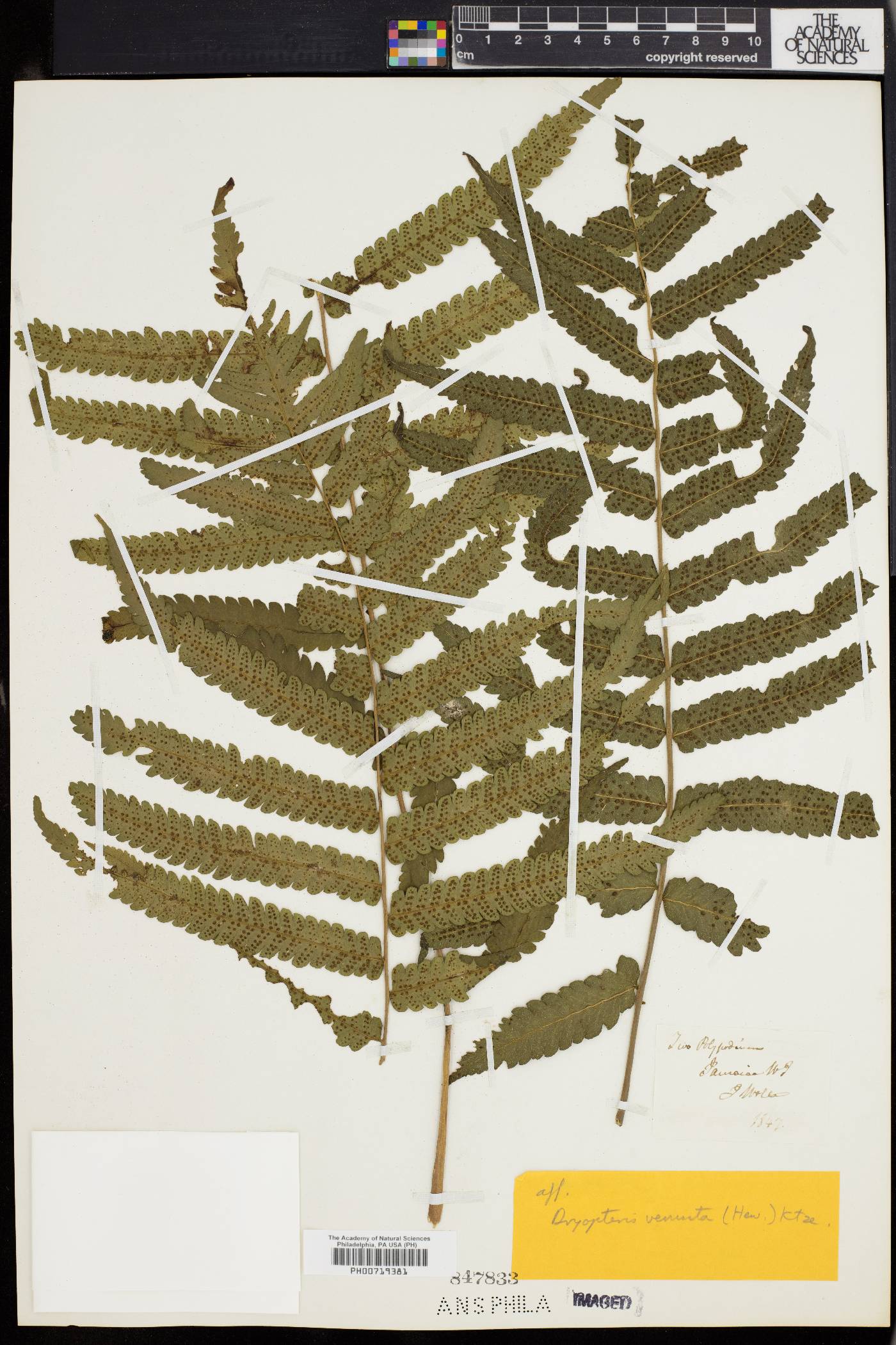 Dryopteris venusta image