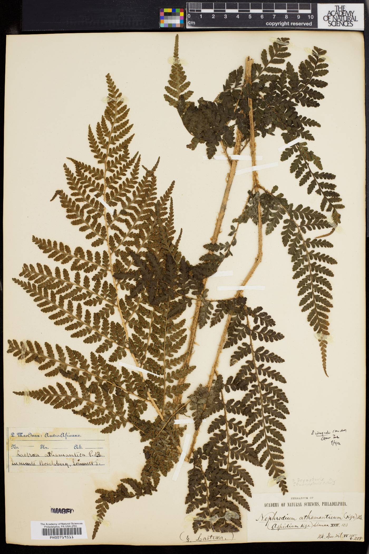 Dryopteris inaequalis image