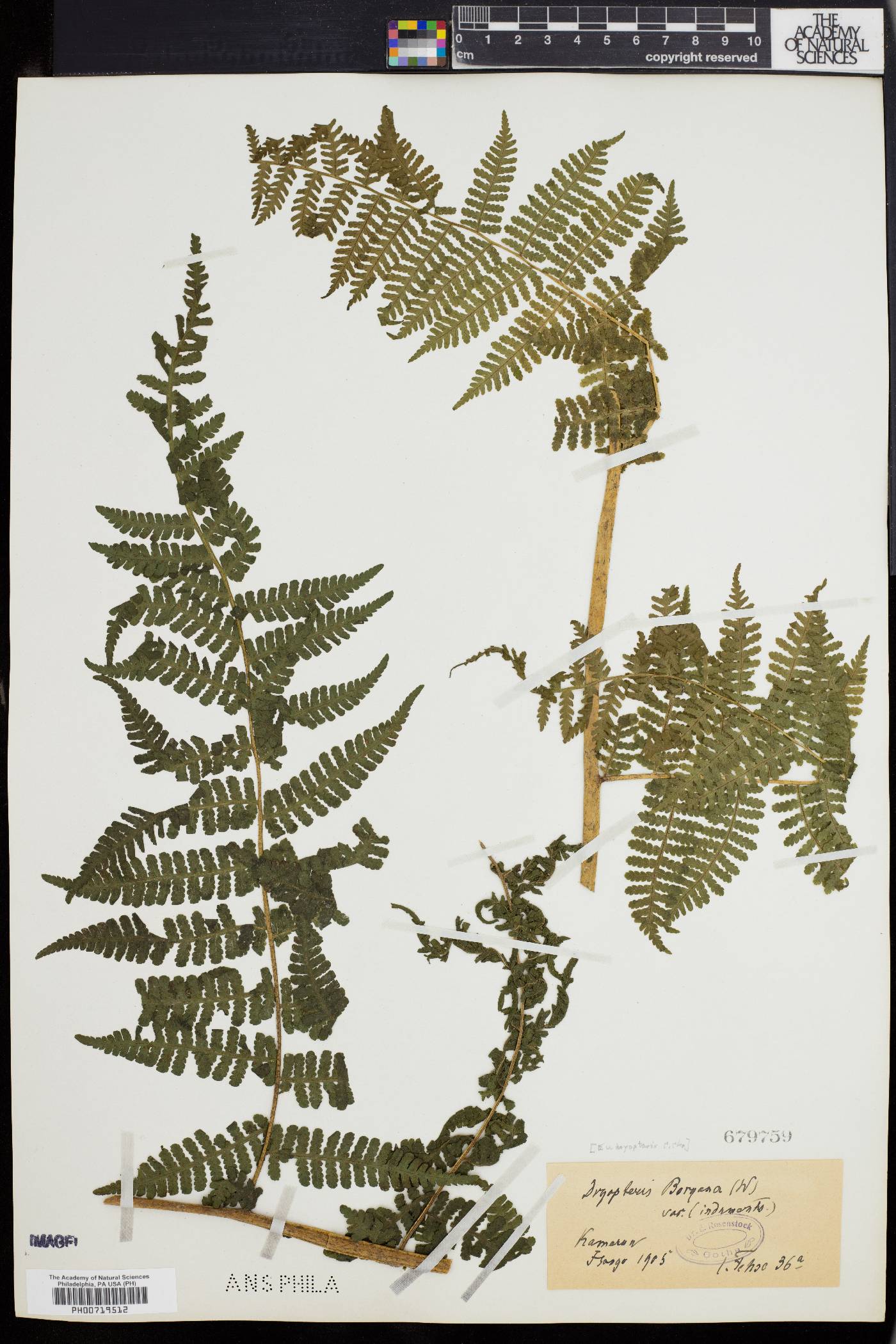 Deparia boryana subsp. boryana image