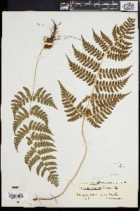 Dryopteris inaequalis image