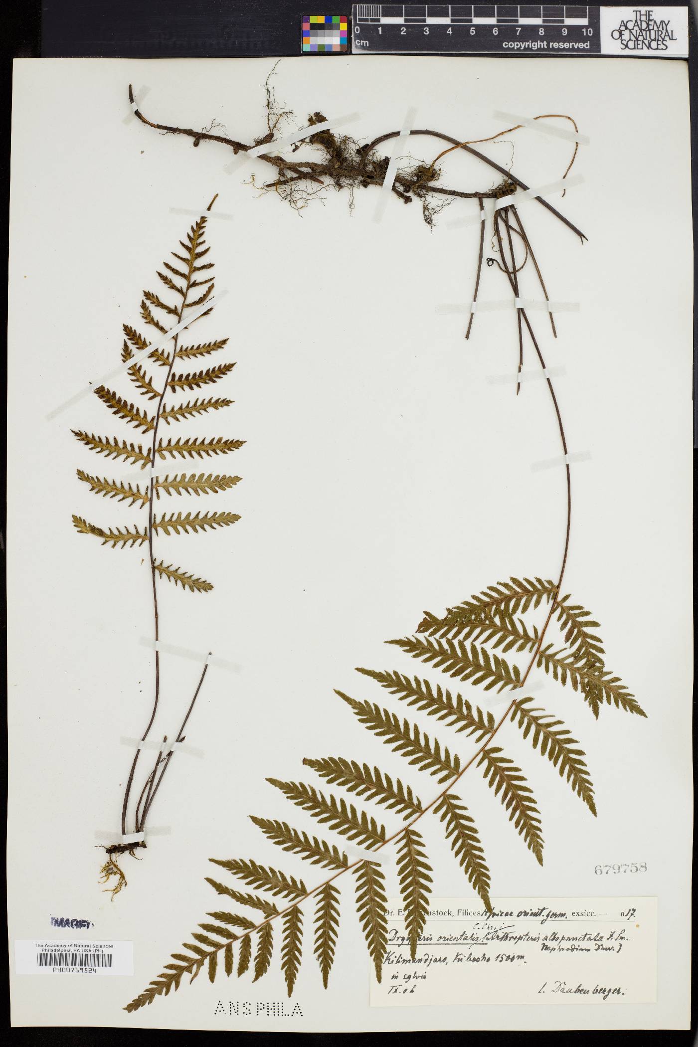 Arthropteris orientalis image