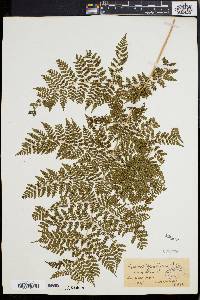 Dryopteris kilemensis image