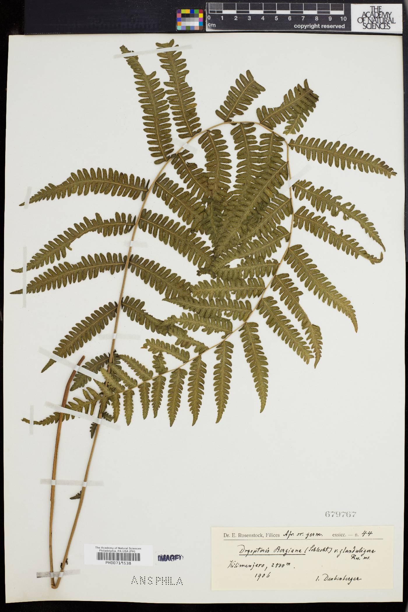 Dryopteris bergiana image
